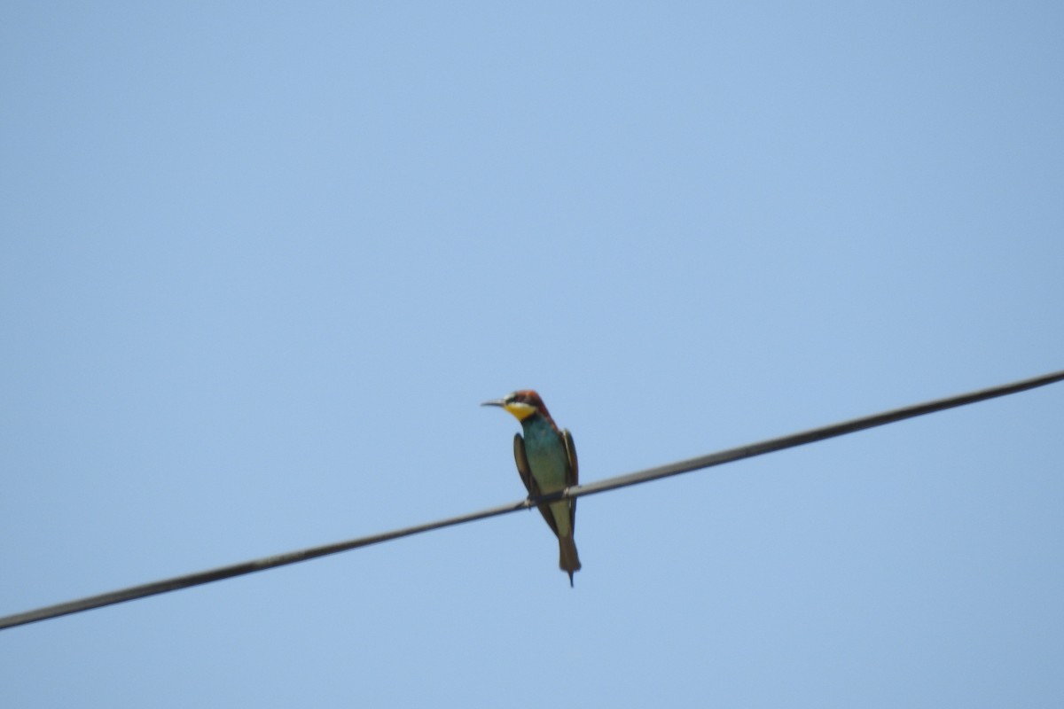 European Bee-eater - ML583966811