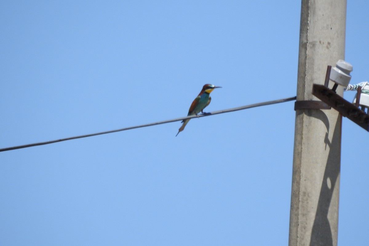 European Bee-eater - ML583966821
