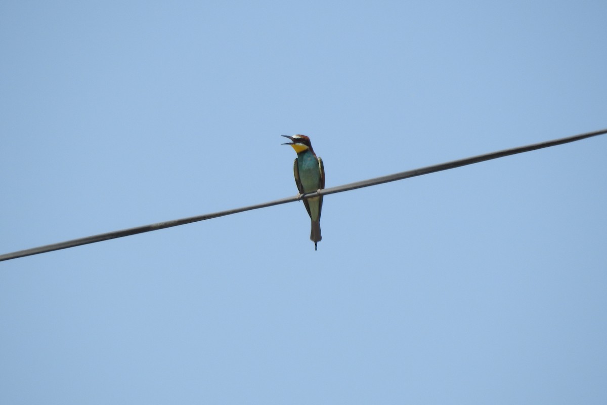 European Bee-eater - ML583966831