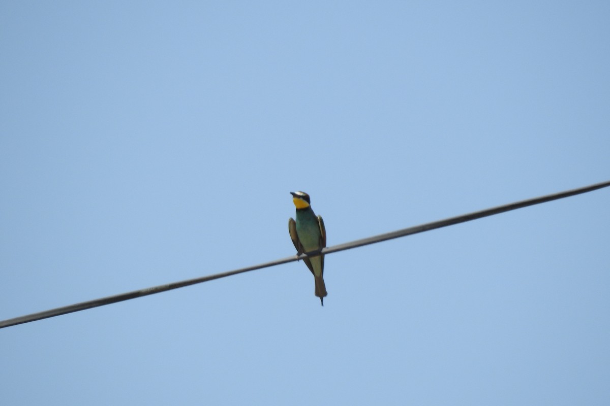 European Bee-eater - Zhanyi Lin