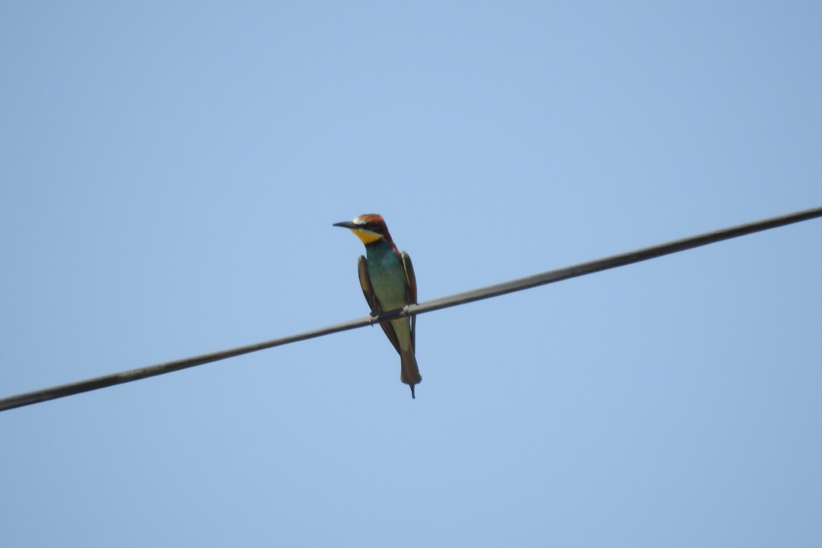 European Bee-eater - ML583966851