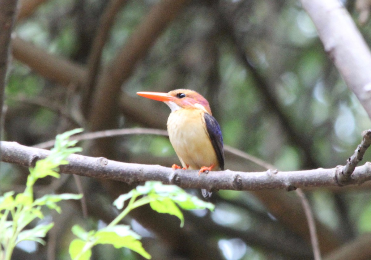 African Pygmy Kingfisher - David Guarnieri