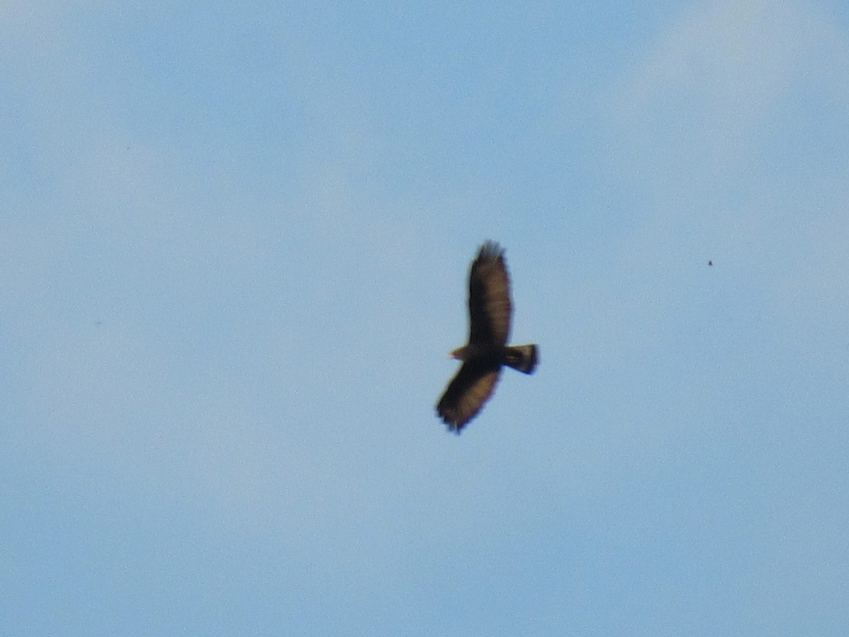 Zone-tailed Hawk - ML583972521