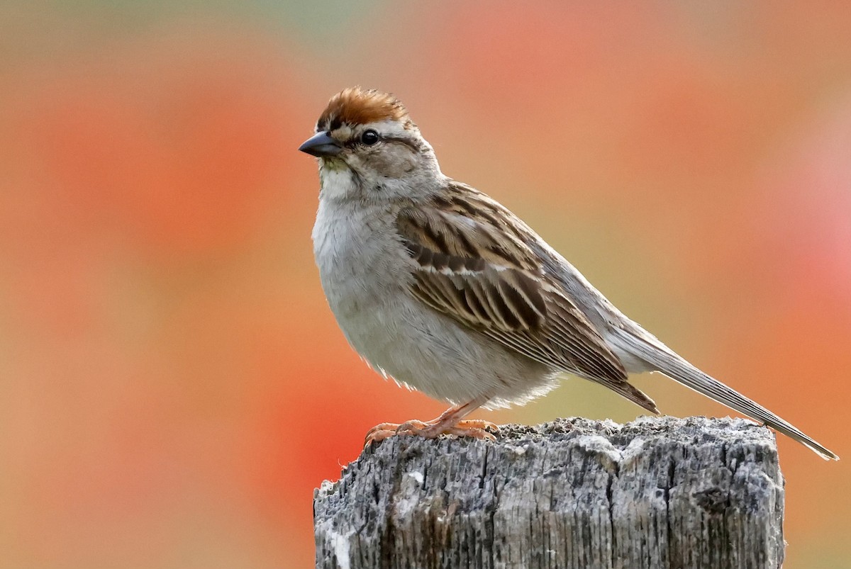 Chipping Sparrow - ML583980321
