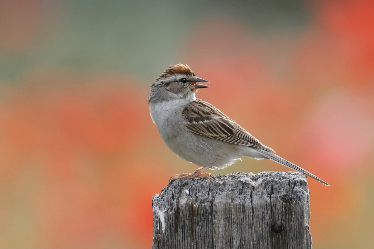 Chipping Sparrow - ML583980331