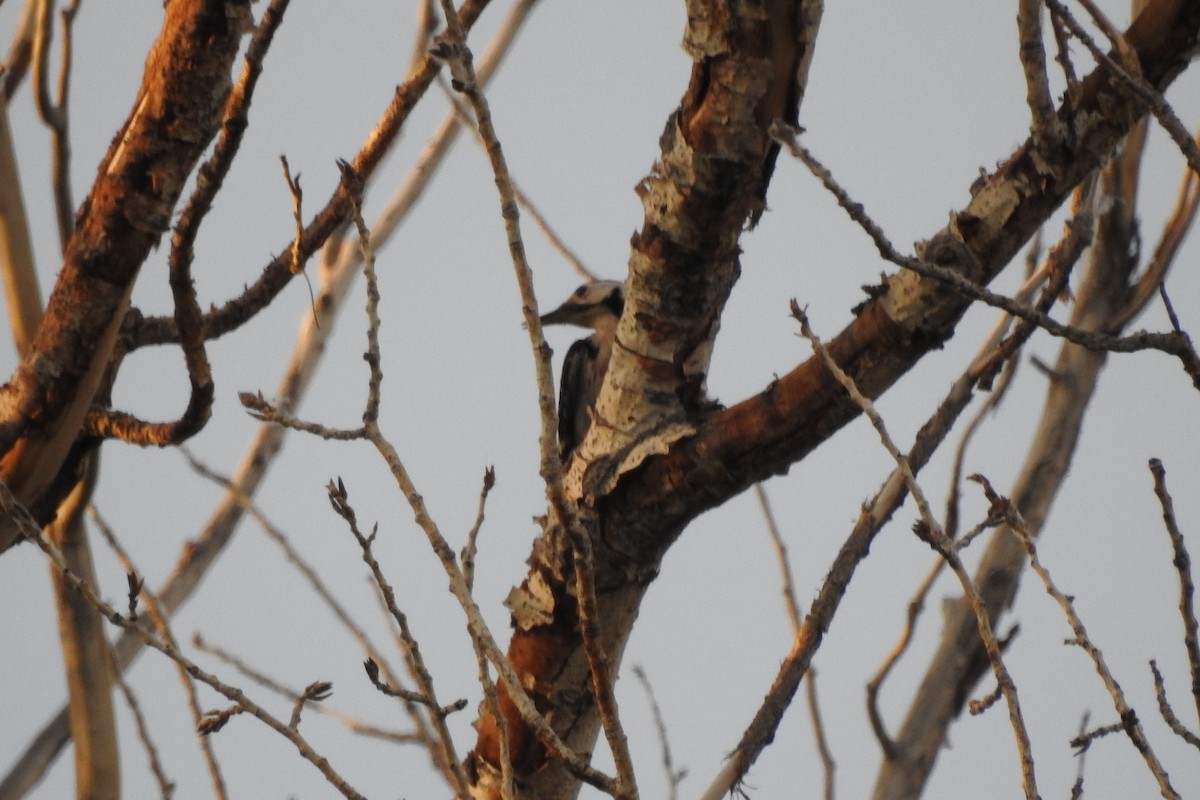 White-backed Woodpecker - ML583982131