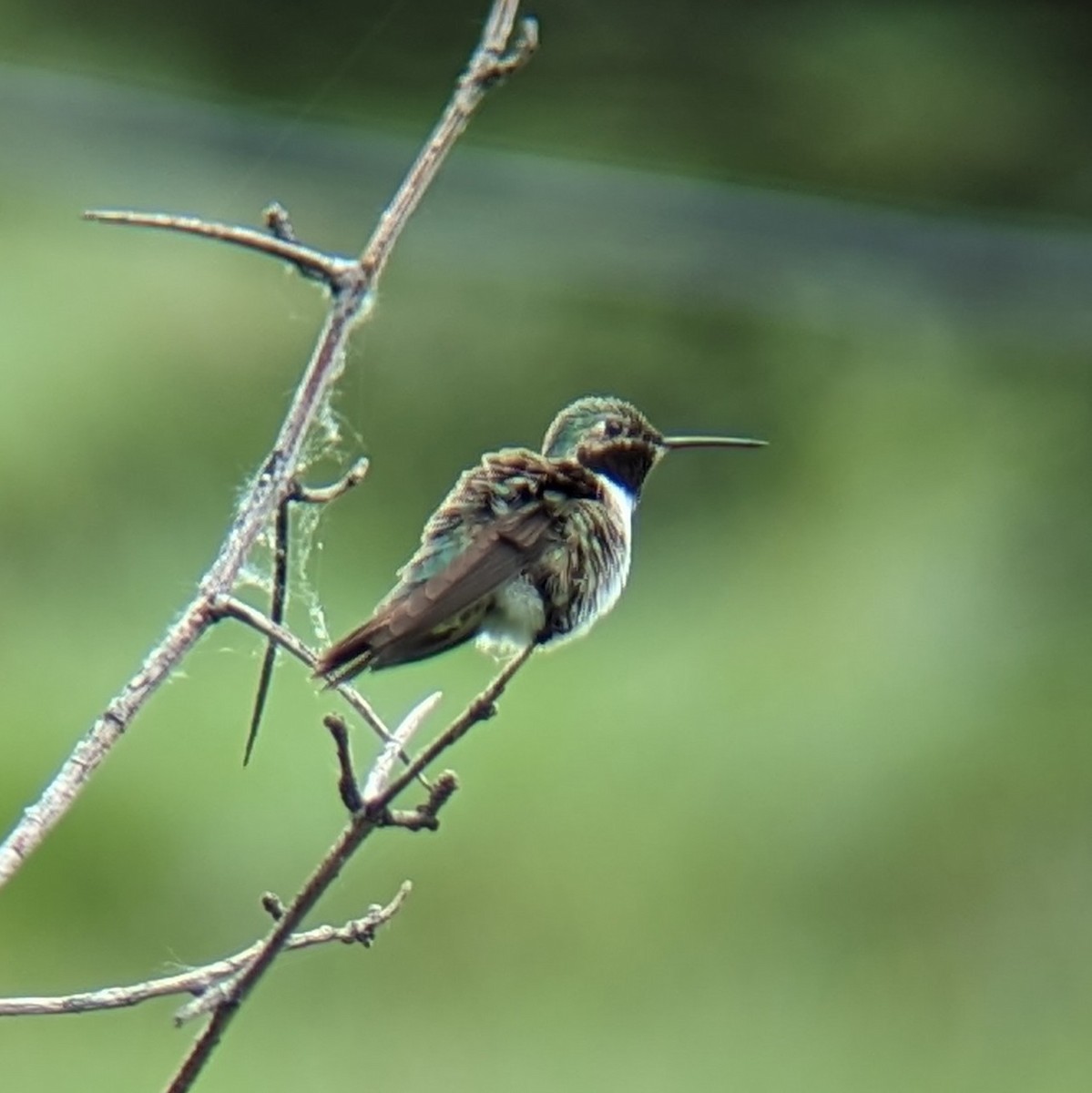 Broad-tailed Hummingbird - Christine J