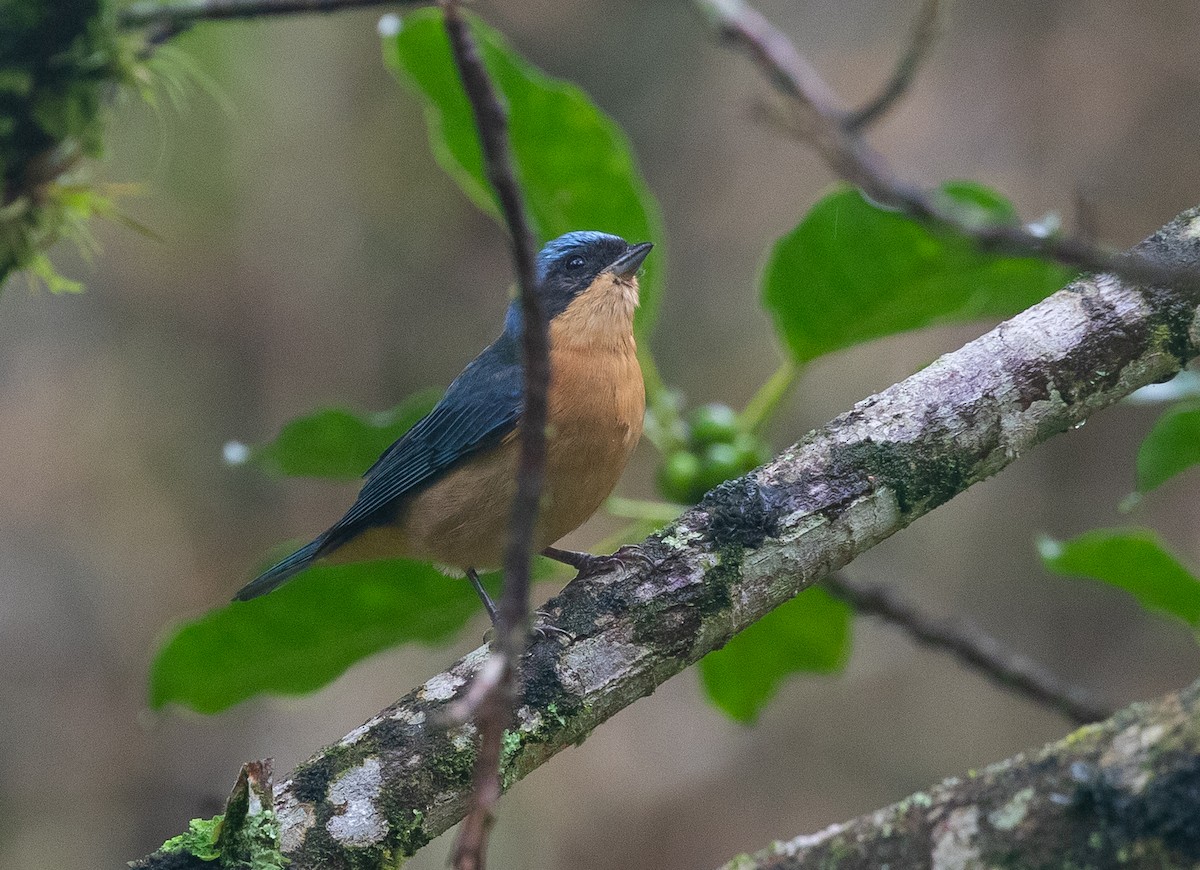 Fawn-breasted Tanager - Adam Buckham