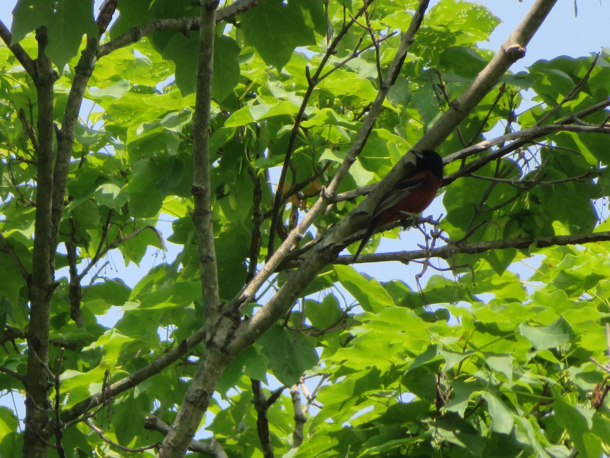 Orchard Oriole - ML583984791