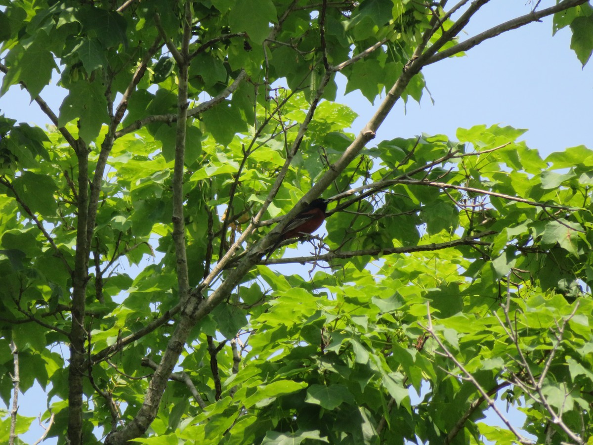 Orchard Oriole - ML583984801