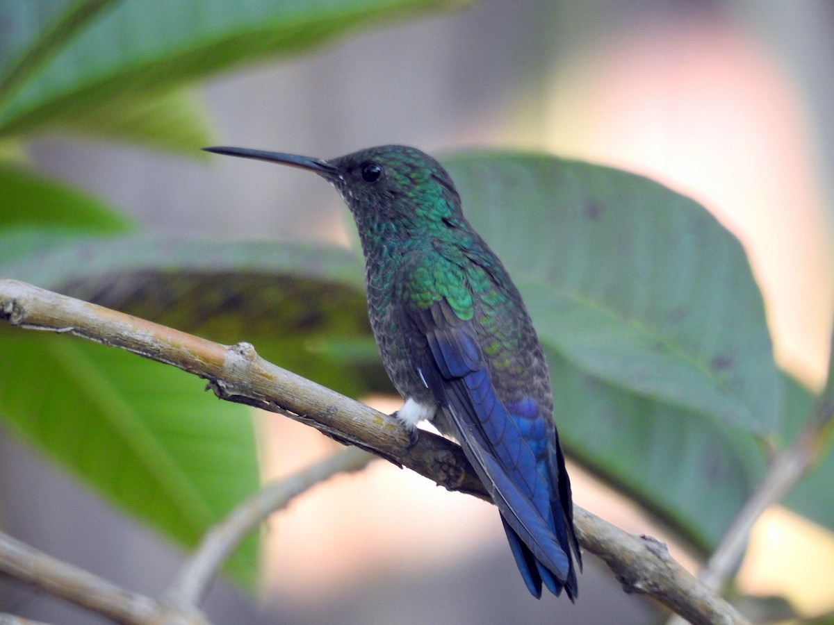 Blue-tailed Hummingbird - ML583985271