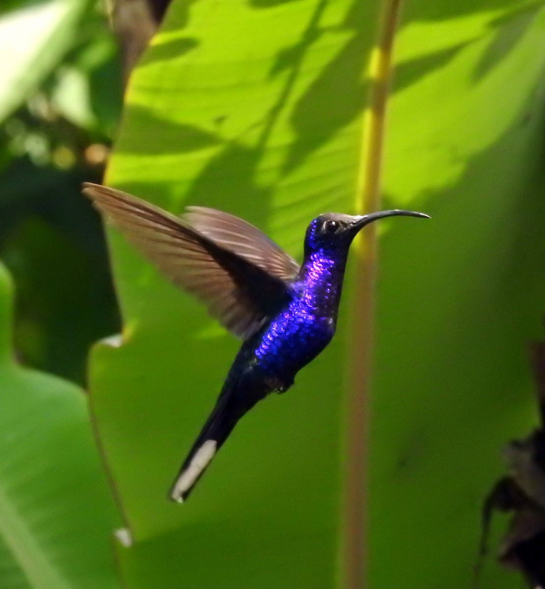 kolibřík fialkový - ML583985551