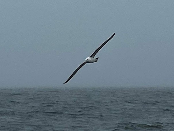 Black-browed Albatross - ML583986911