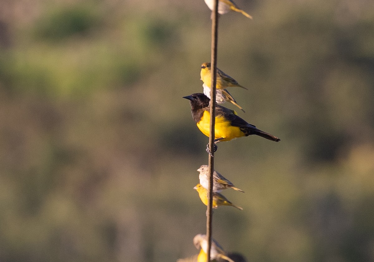 Yellow-rumped Marshbird - Adam Buckham
