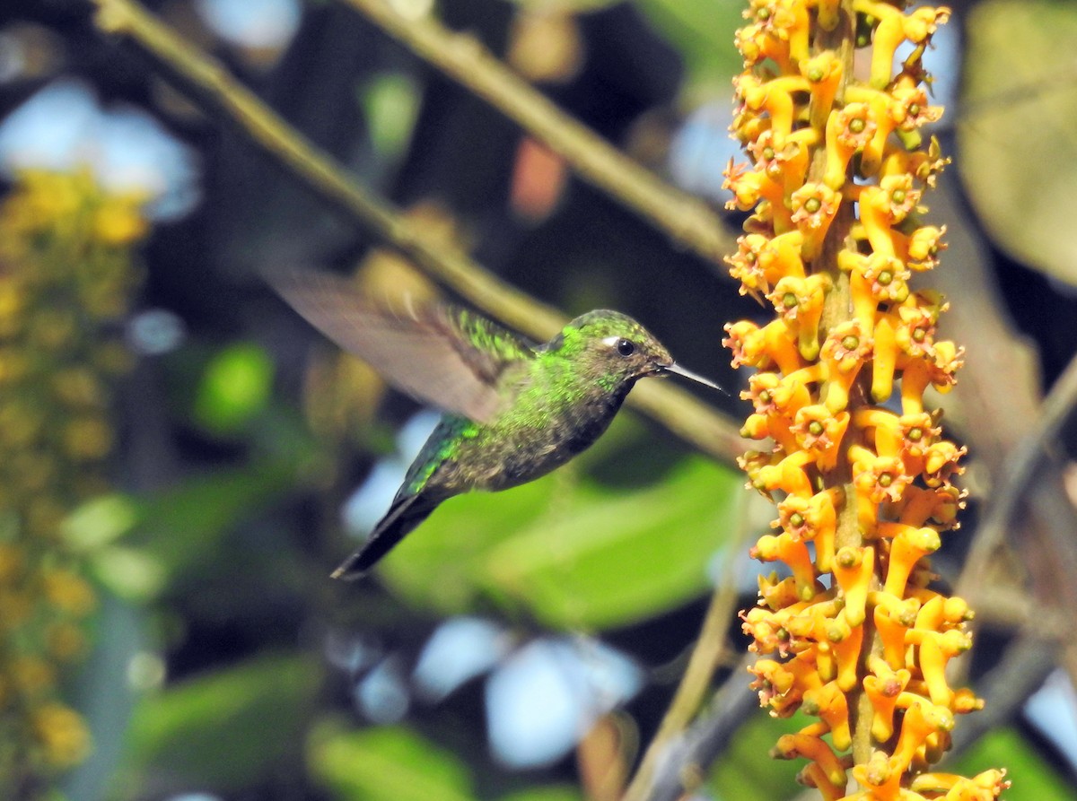 Emerald-chinned Hummingbird - ML583989691