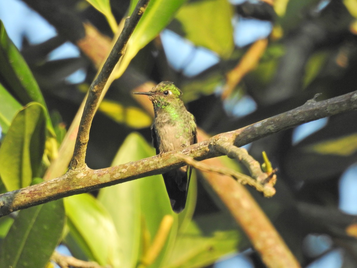 Emerald-chinned Hummingbird - ML583989951