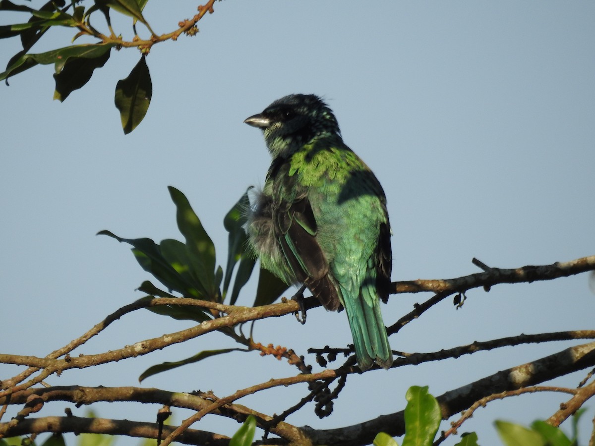 Azure-rumped Tanager - ML583991161