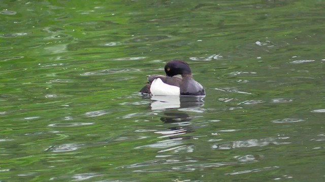 Tufted Duck - ML583995351