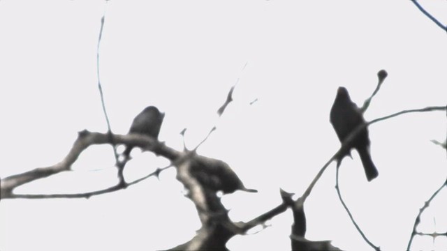 Gray-winged Blackbird - ML584002371