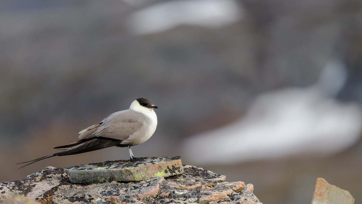 Long-tailed Jaeger - ML584007101