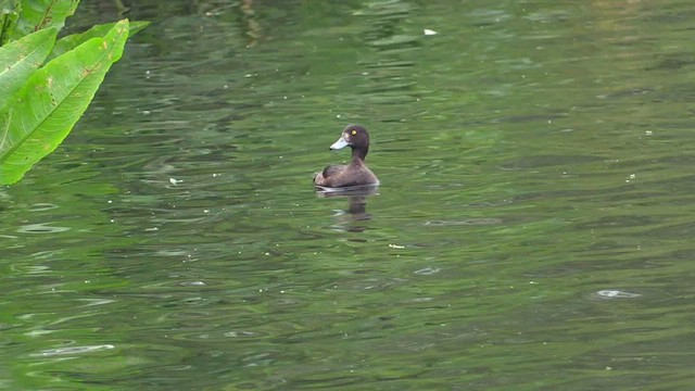 Tufted Duck - ML584007151