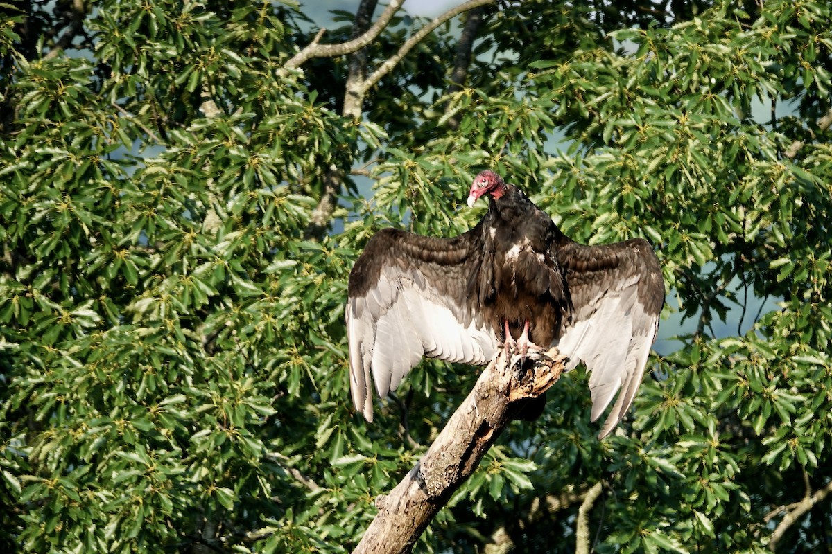 Turkey Vulture - ML584007201