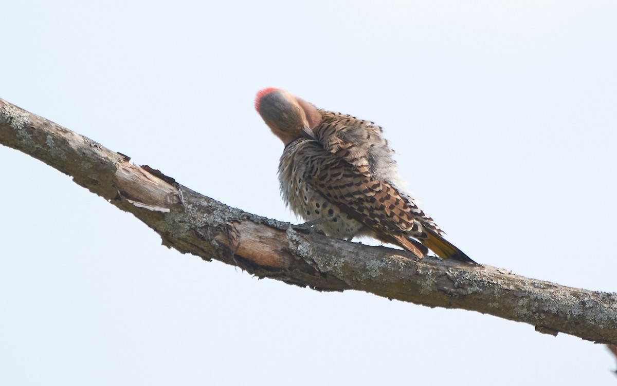 Northern Flicker (Yellow-shafted) - ML58400821