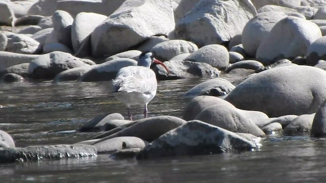 Bec-d'ibis tibétain - ML584009501