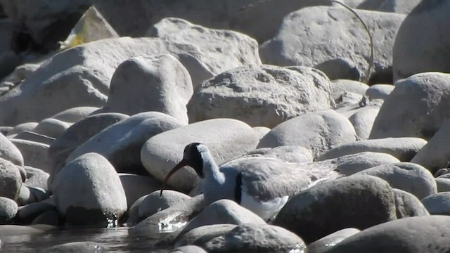 Bec-d'ibis tibétain - ML584009621