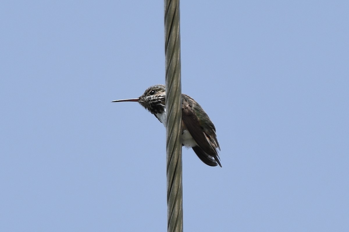 Calliope Hummingbird - ML584011271