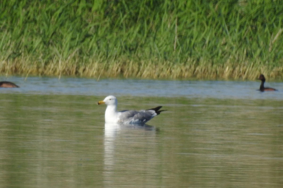 Herring Gull (Mongolian) - ML584011761