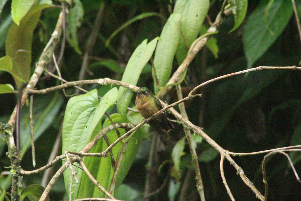 kolibřík oranžovohrdlý - ML584015141