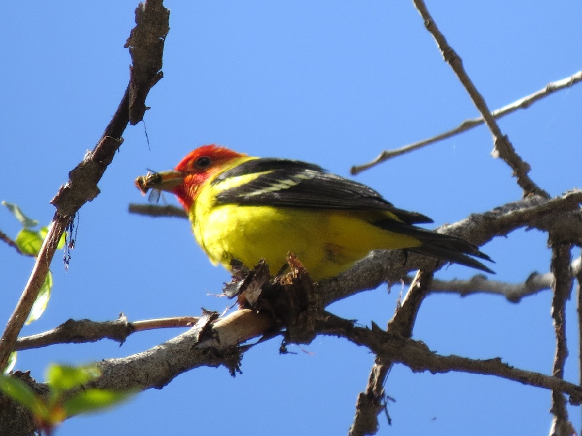 Western Tanager - ML58401631