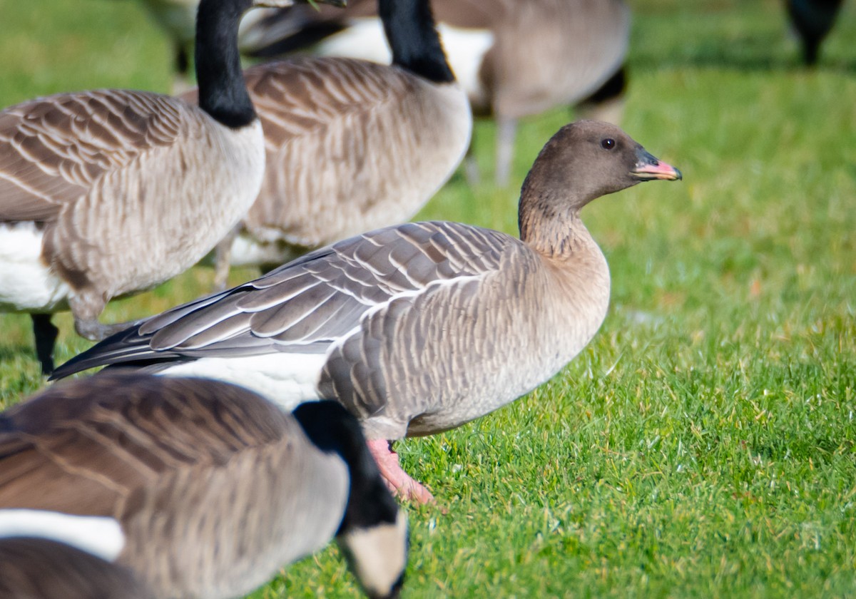 Pink-footed Goose - ML584019601