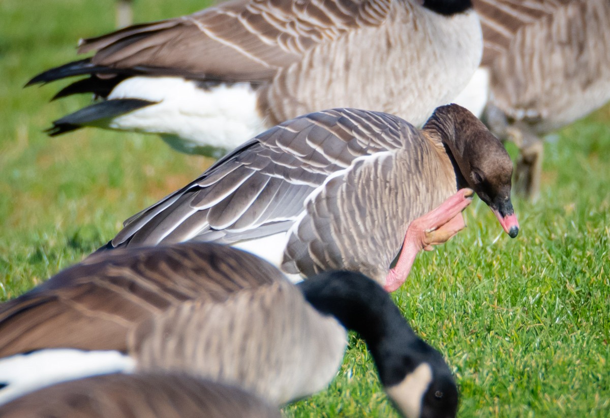 Pink-footed Goose - ML584019611