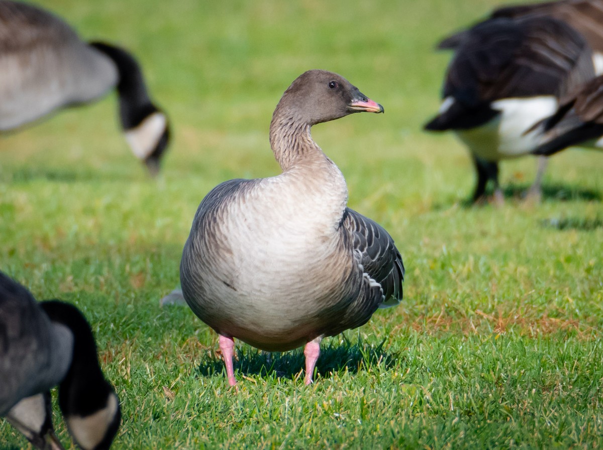 Pink-footed Goose - Trevor Ambrico