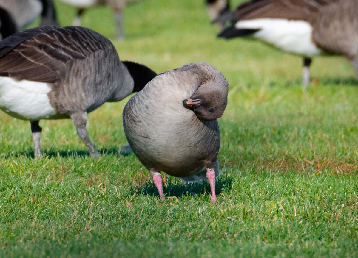 Pink-footed Goose - ML584019641