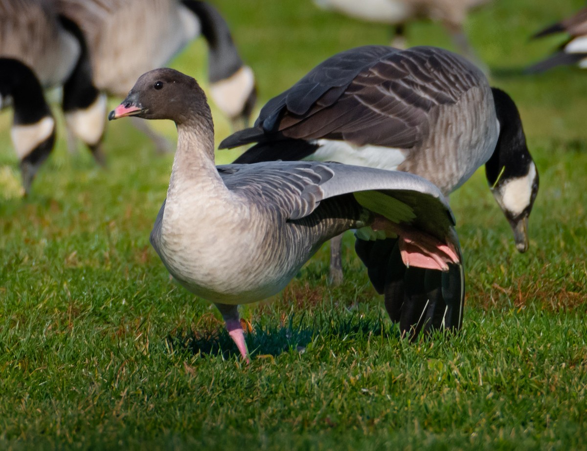 Pink-footed Goose - ML584019731