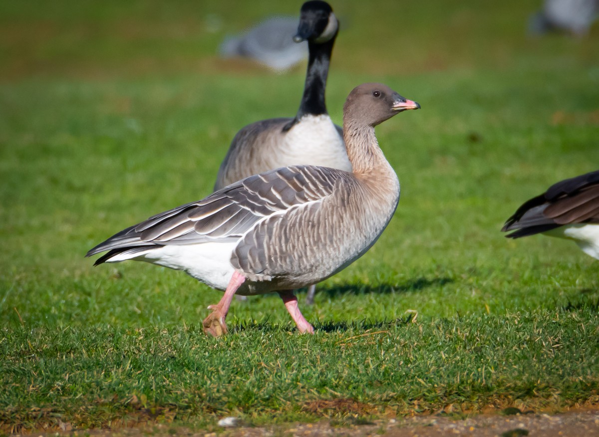 Pink-footed Goose - ML584019771
