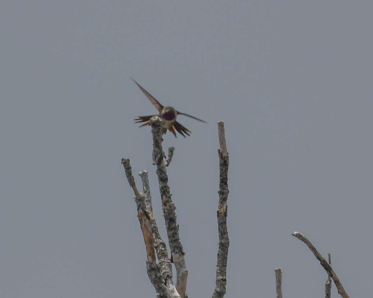 Broad-tailed Hummingbird - ML584021201