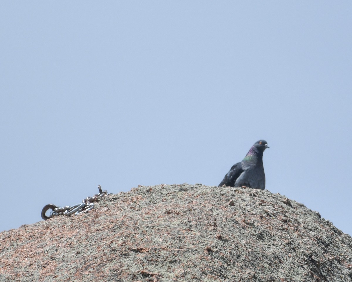 Rock Pigeon (Feral Pigeon) - ML584021461