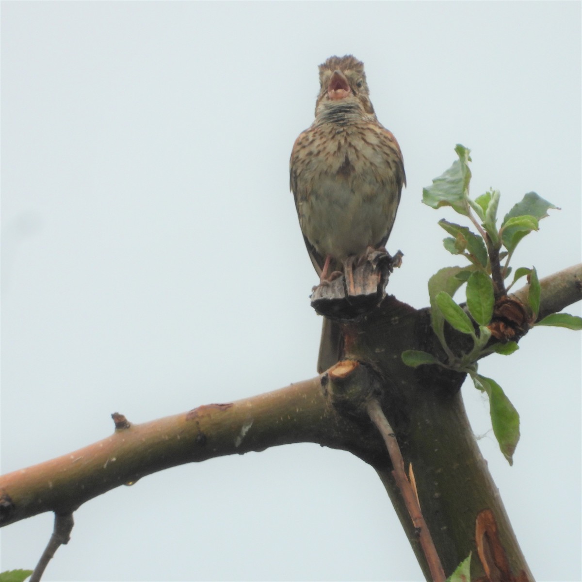 Ebird Checklist Jun Moscow Rd Hamlin Species