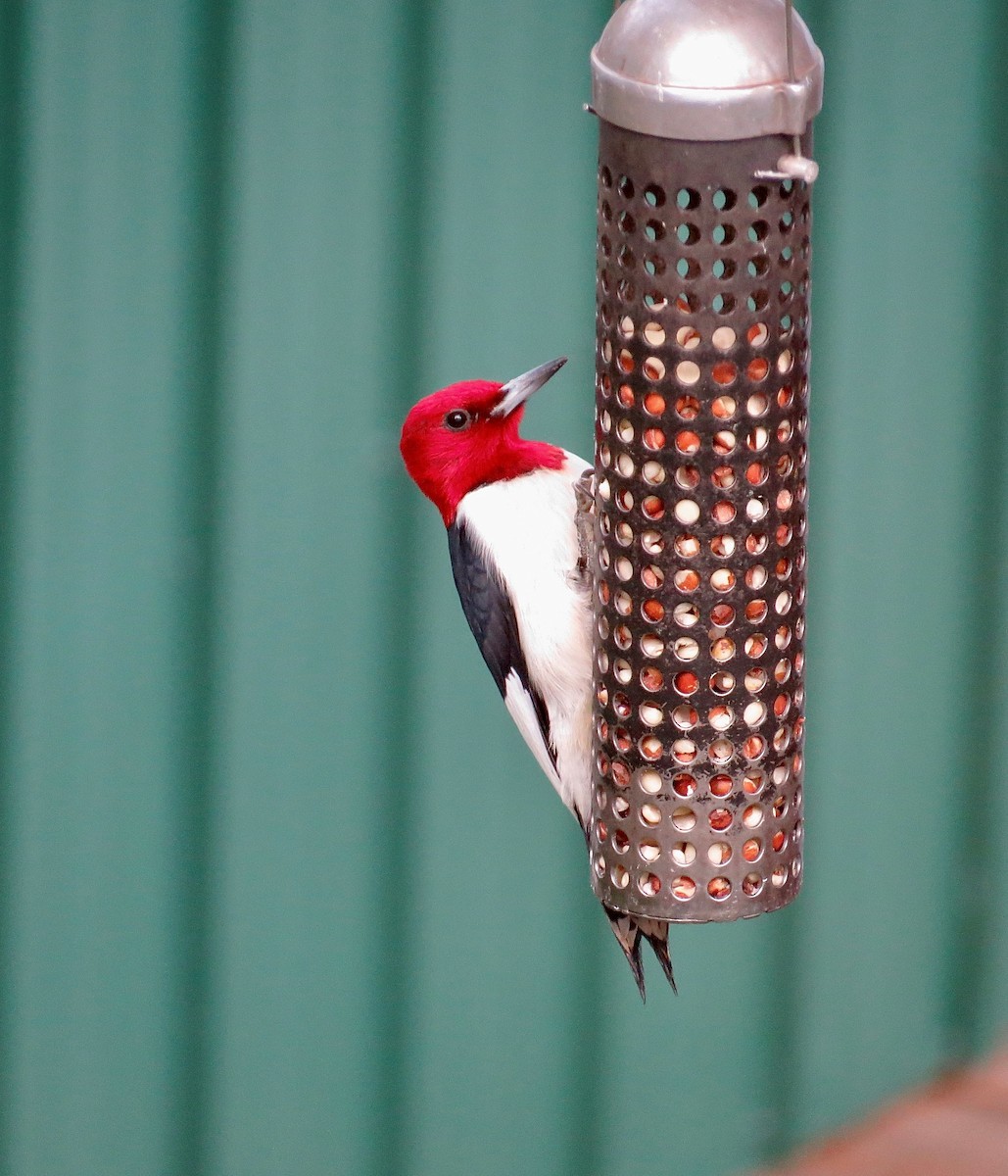 Red-headed Woodpecker - ML584027071