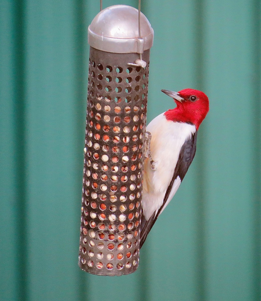 Red-headed Woodpecker - Eric Wilmot