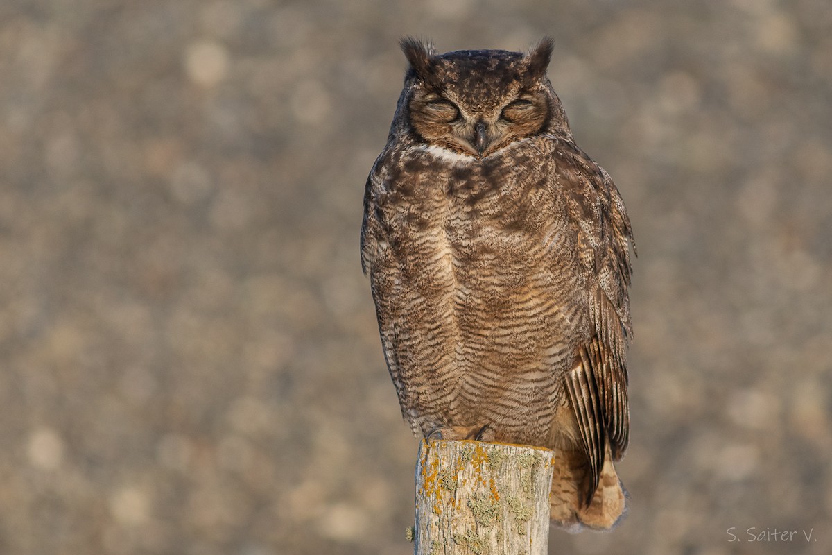 Lesser Horned Owl - ML584028541