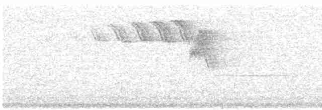 Дрізд-короткодзьоб Cвенсона - ML584028591