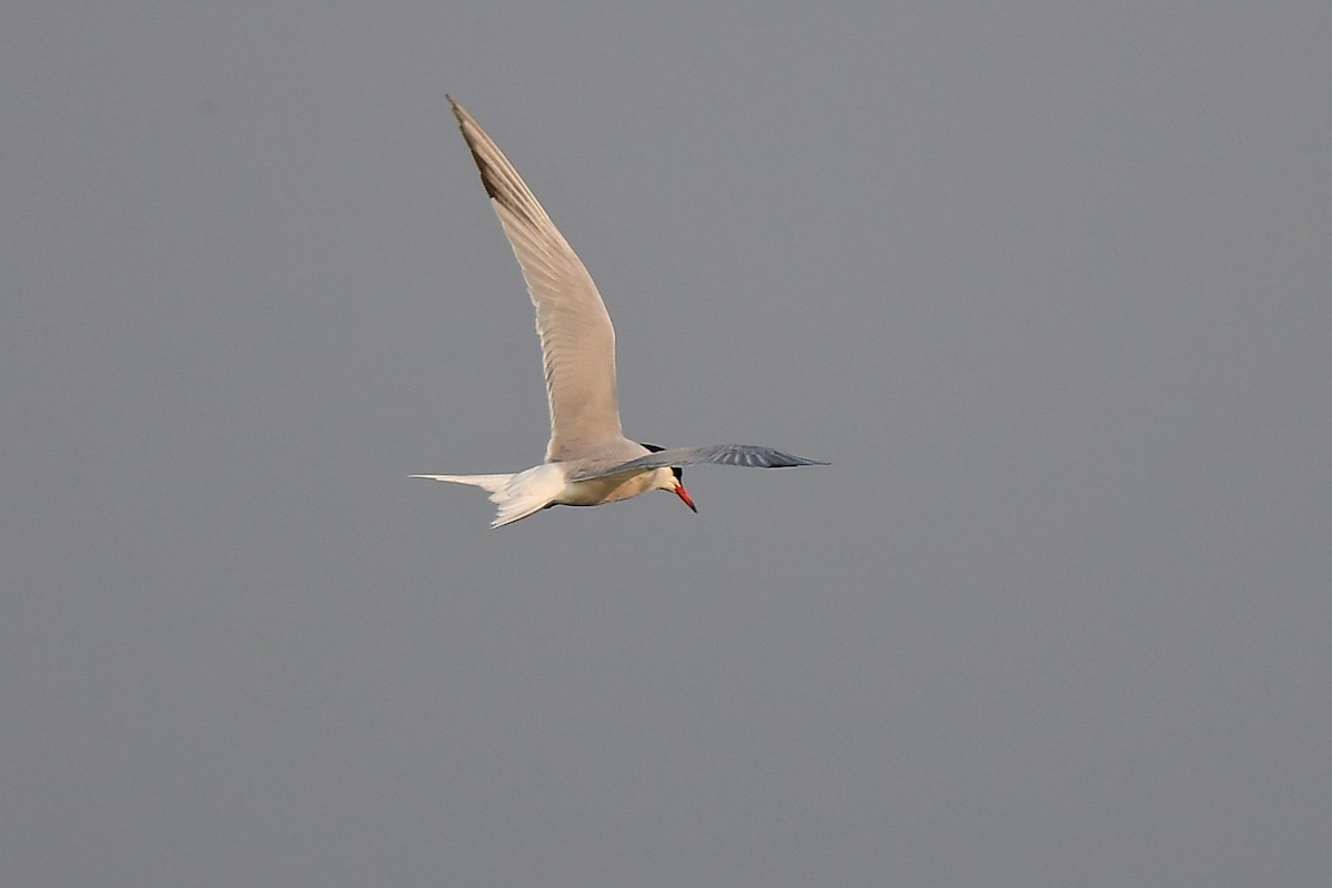 Common Tern - Aubrey  Robson