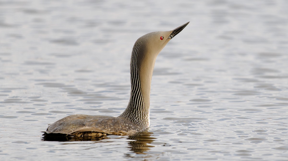 Red-throated Loon - ML584033121