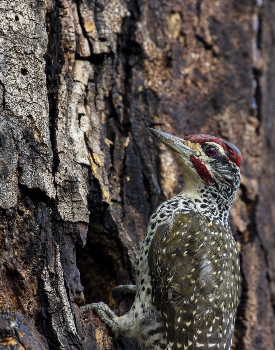 Nubian Woodpecker - ML584035041