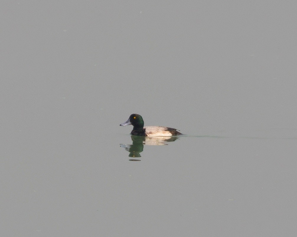 Greater Scaup - ML584036981